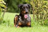 BEAUCERON 790